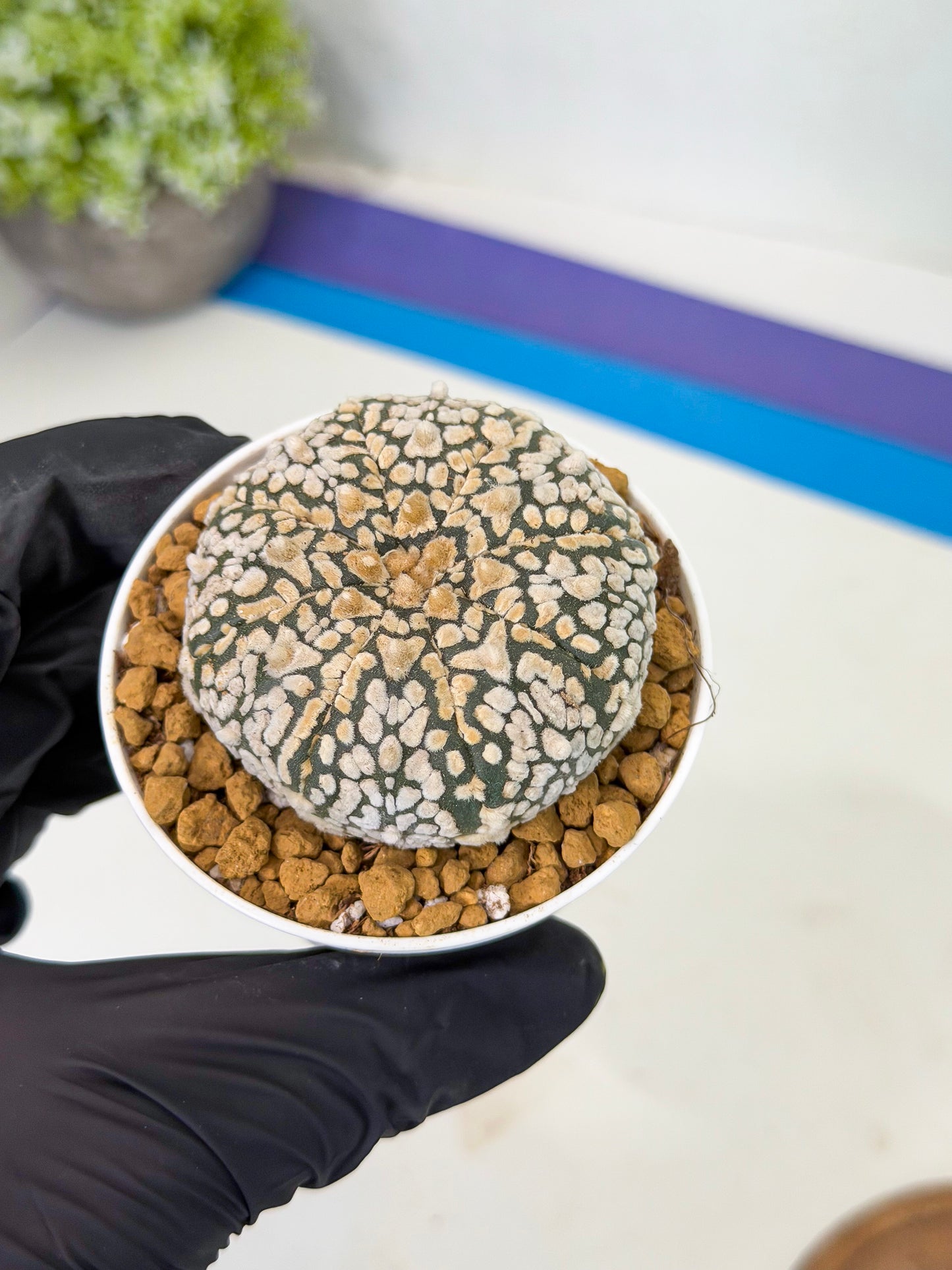 Astrophytum V-Type (at1) (p2) | Imported Cactus