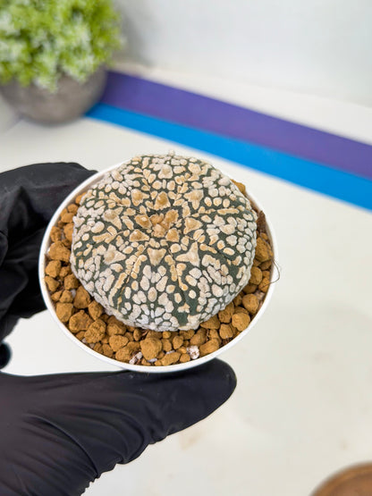 Astrophytum V-Type (at1) (p2) | Imported Cactus