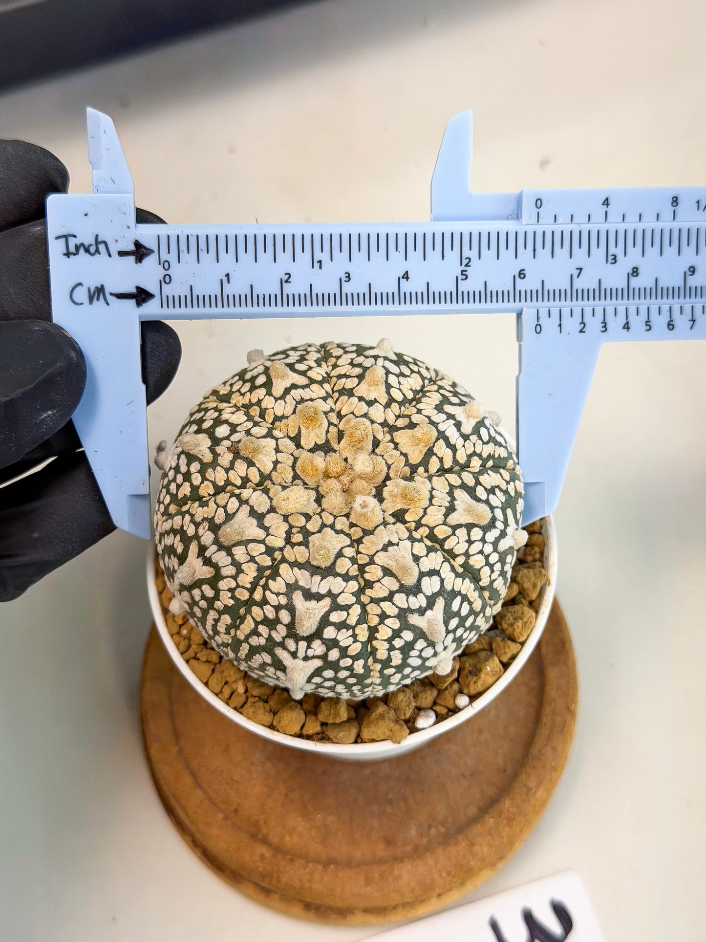 Astrophytum V-Type (at1) (p2) | Imported Cactus