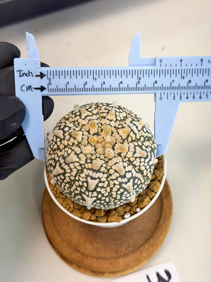 Astrophytum V-Type (at1) (p2) | Imported Cactus