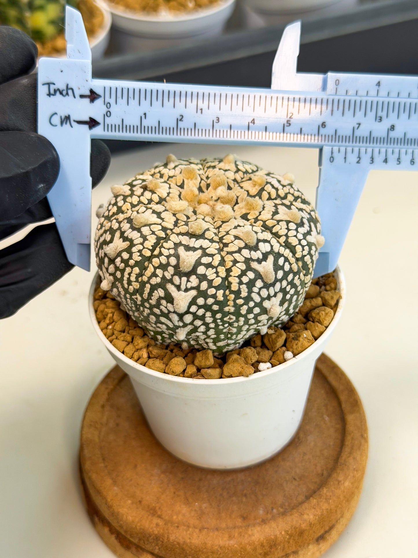 Astrophytum V-Type (at1) (p2) | Imported Cactus