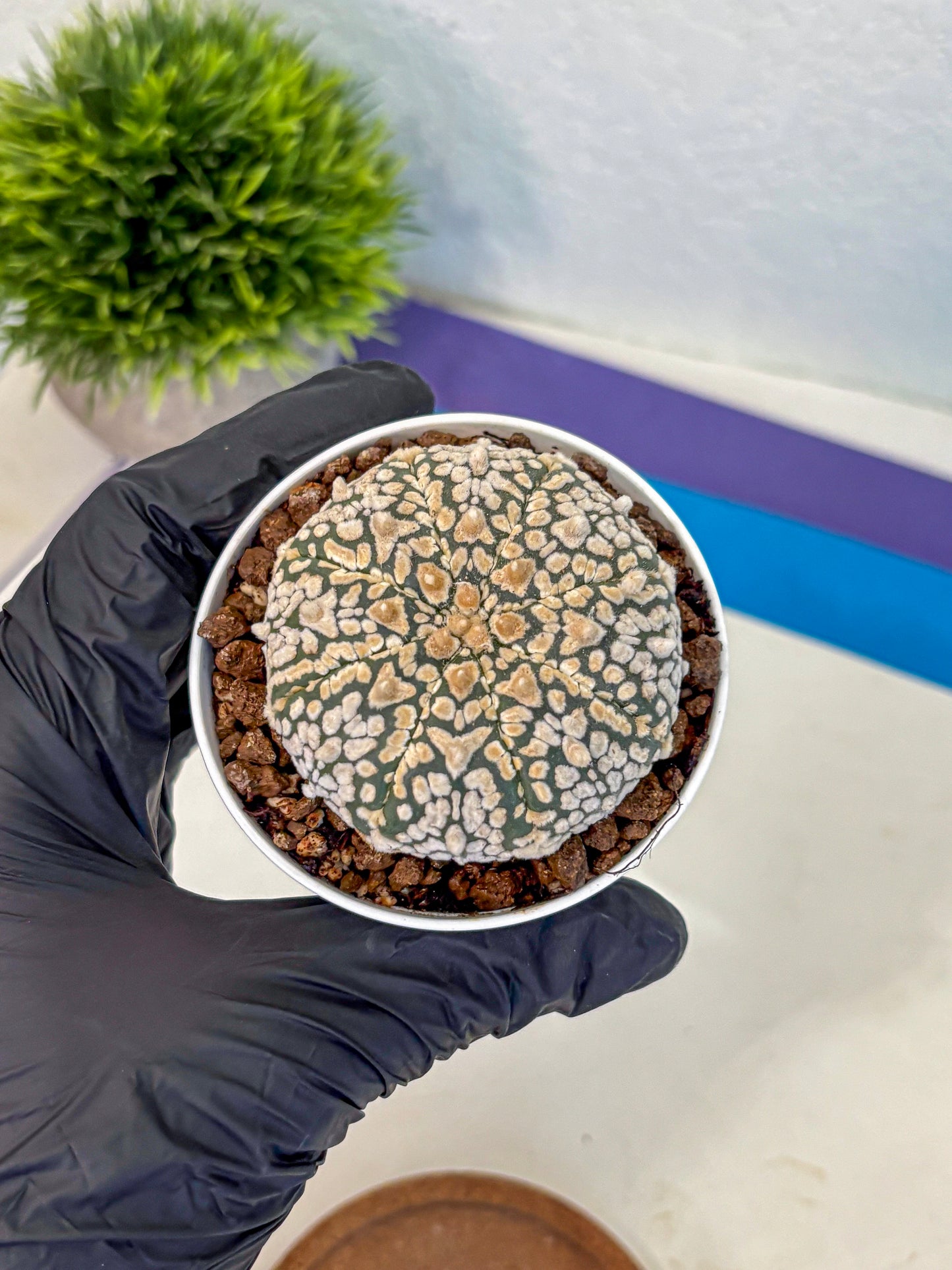 Astrophytum V Type (at4) (01) | Star Cactus