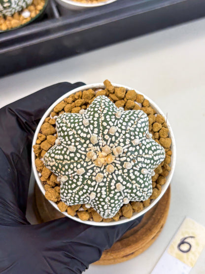 Astrophytum Star Shape (at2) (g6) | Japanese Import