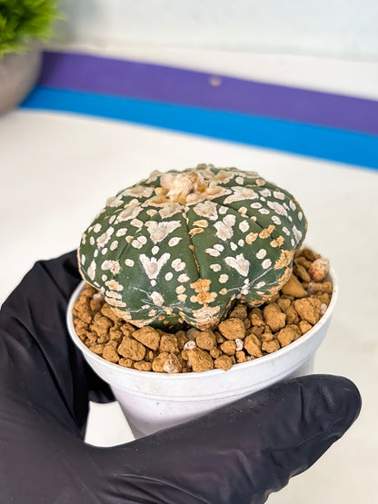Astrophytum V-Type (at5) (b1) | Star Cactus
