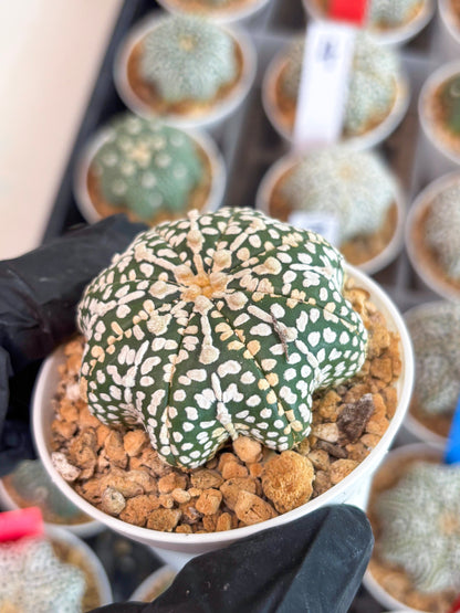 Astrophytum Star Shape (t3) (b2) | 3" Pot