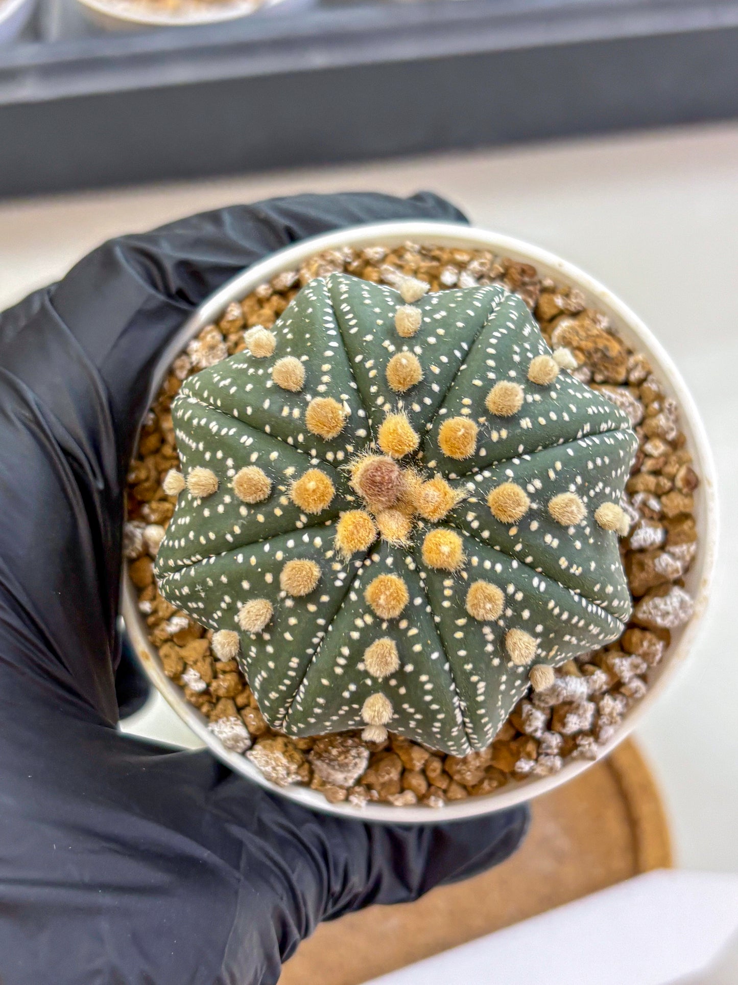 Astrophytum Super Kabuto (at1) (01) | Collection Plant | Rare Cactus