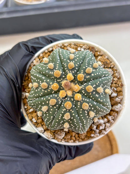 Astrophytum Super Kabuto (at1) (01) | Collection Plant | Rare Cactus