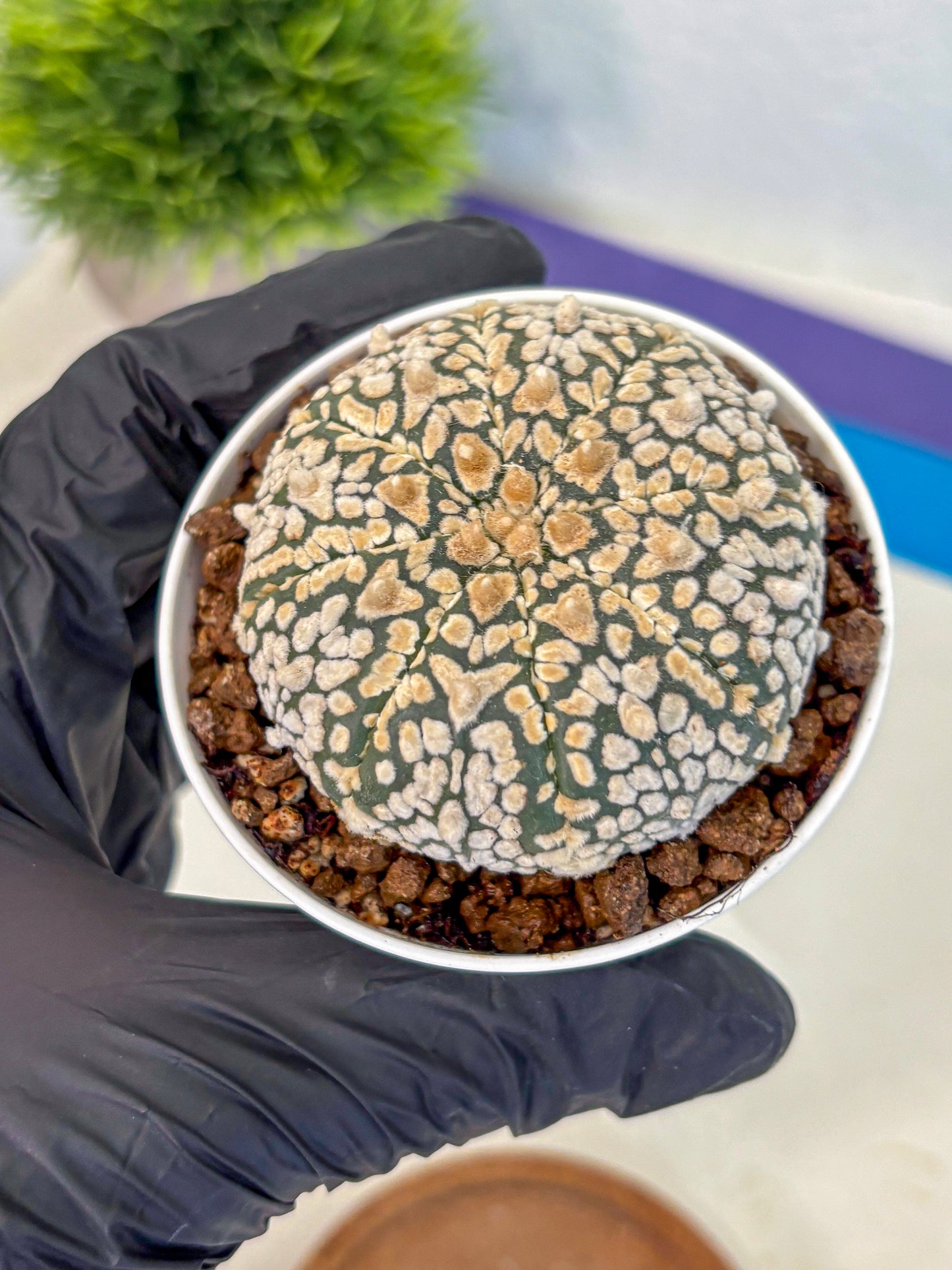 Astrophytum V Type (at4) (01) | Star Cactus