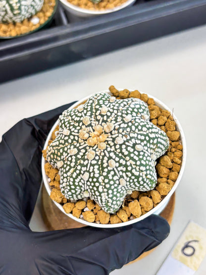 Astrophytum Star Shape (at2) (g6) | Japanese Import