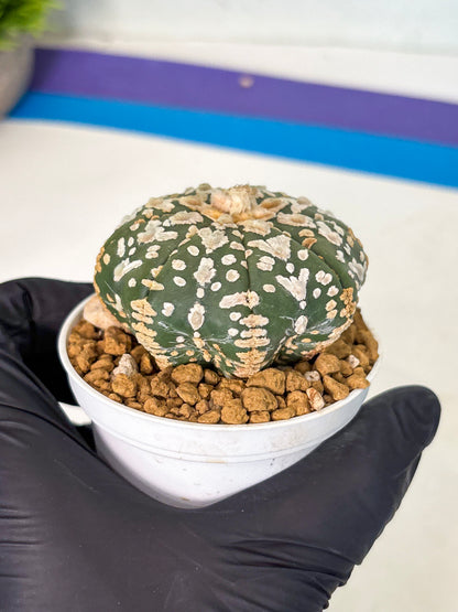 Astrophytum V-Type (at5) (b1) | Star Cactus