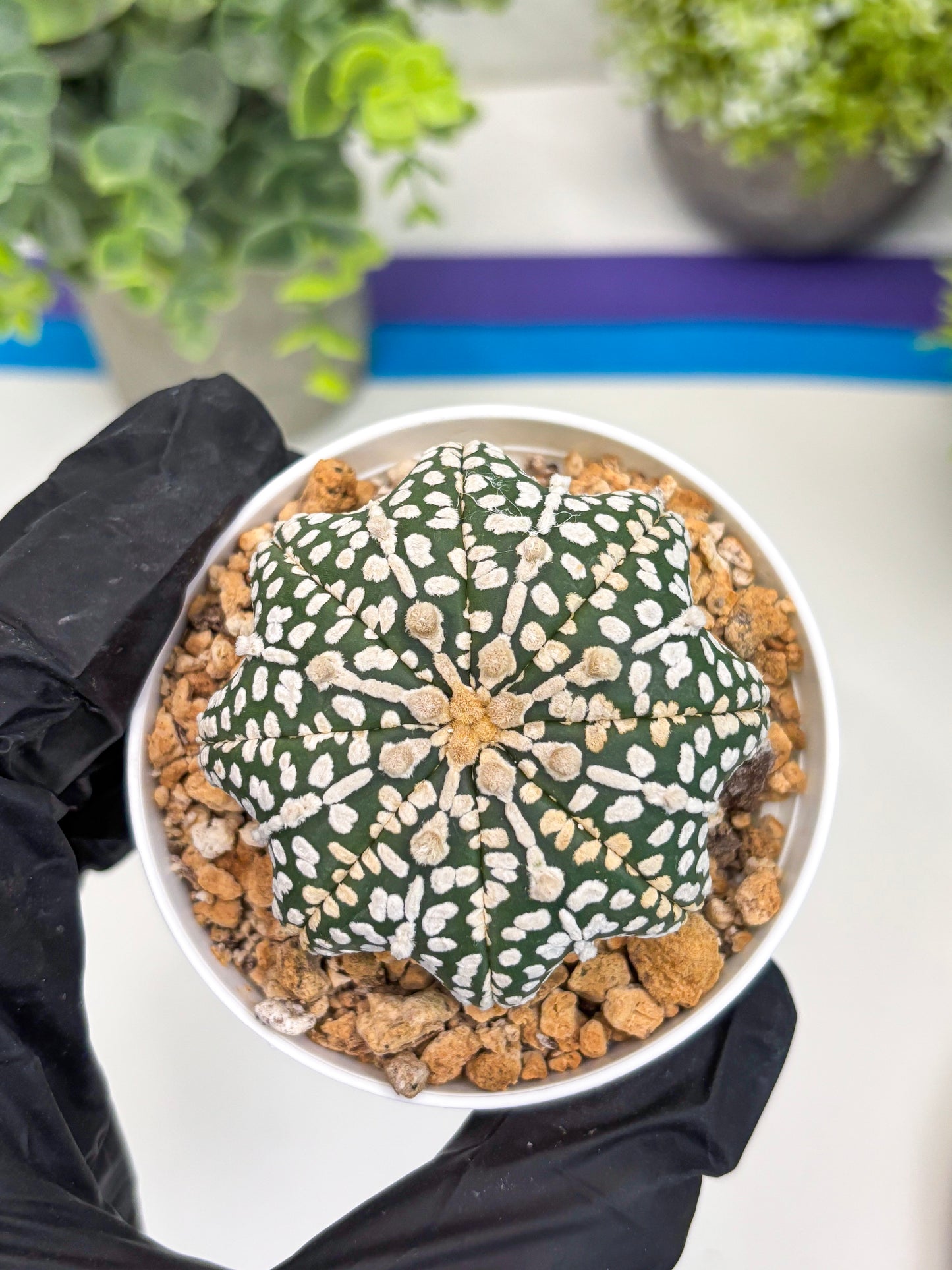 Astrophytum Star Shape (t3) (b2) | 3" Pot