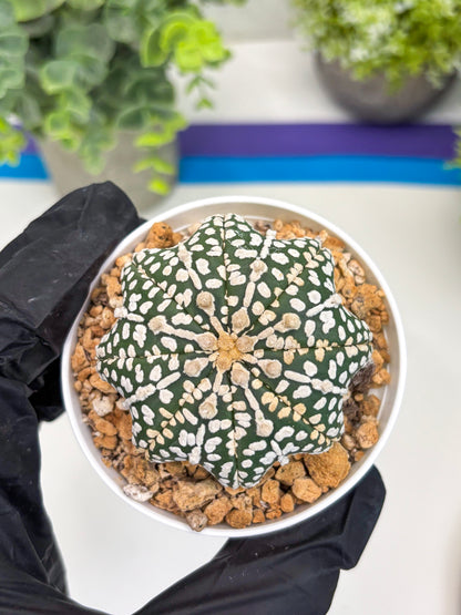 Astrophytum Star Shape (t3) (b2) | 3" Pot