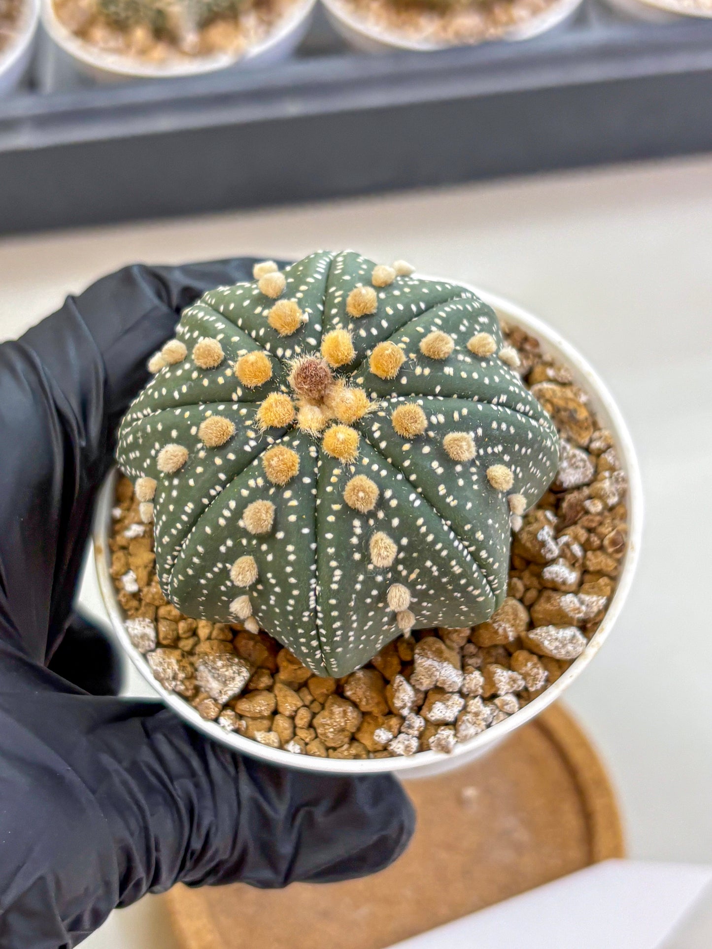 Astrophytum Super Kabuto (at1) (01) | Collection Plant | Rare Cactus
