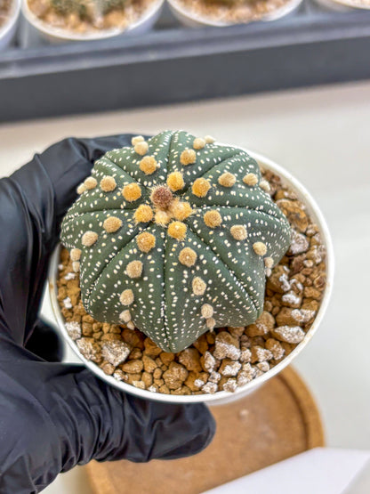 Astrophytum Super Kabuto (at1) (01) | Collection Plant | Rare Cactus