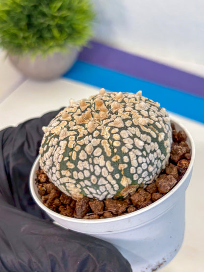 Astrophytum V Type (at4) (01) | Star Cactus