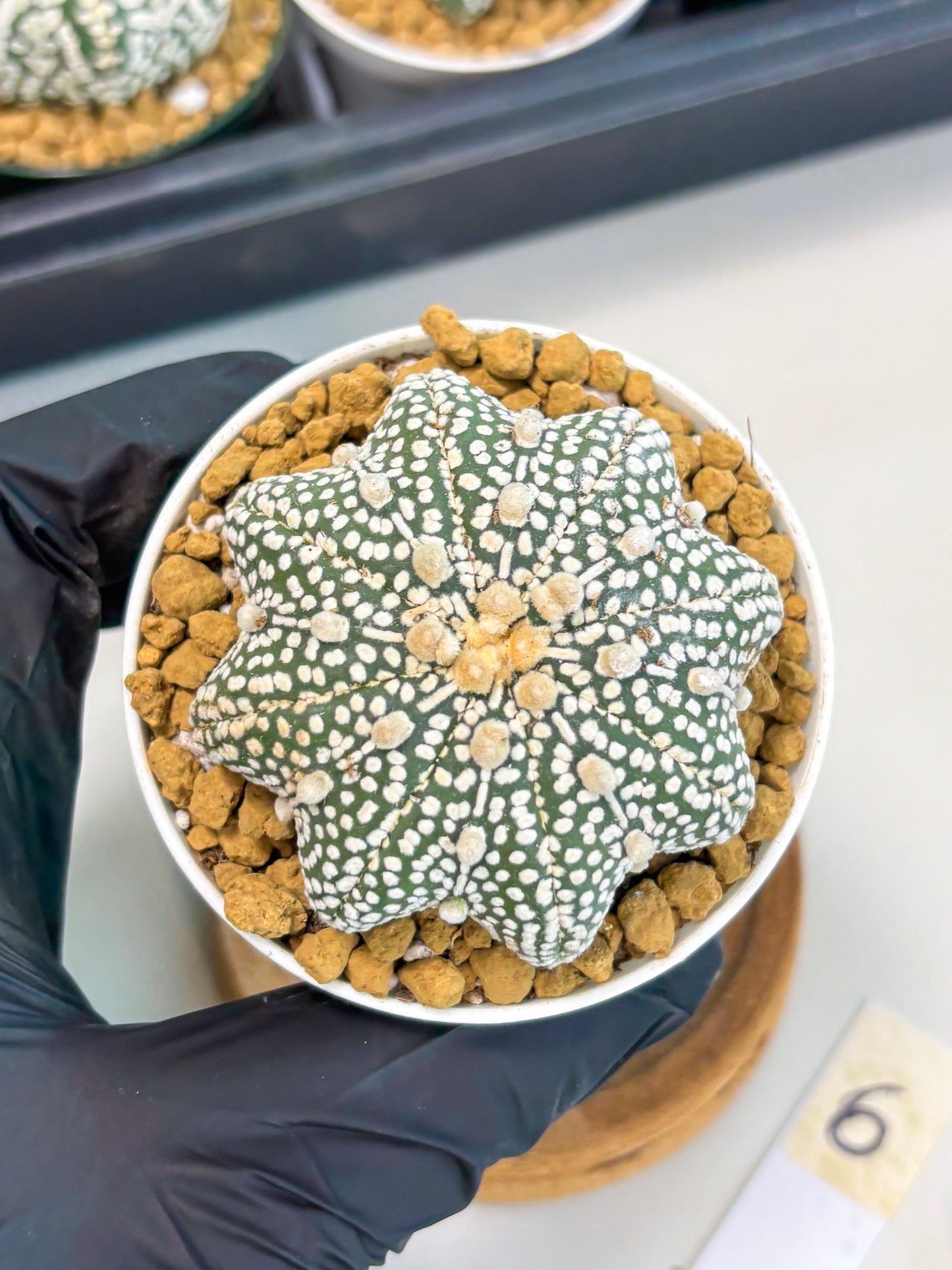 Astrophytum Star Shape (at2) (g6) | Japanese Import