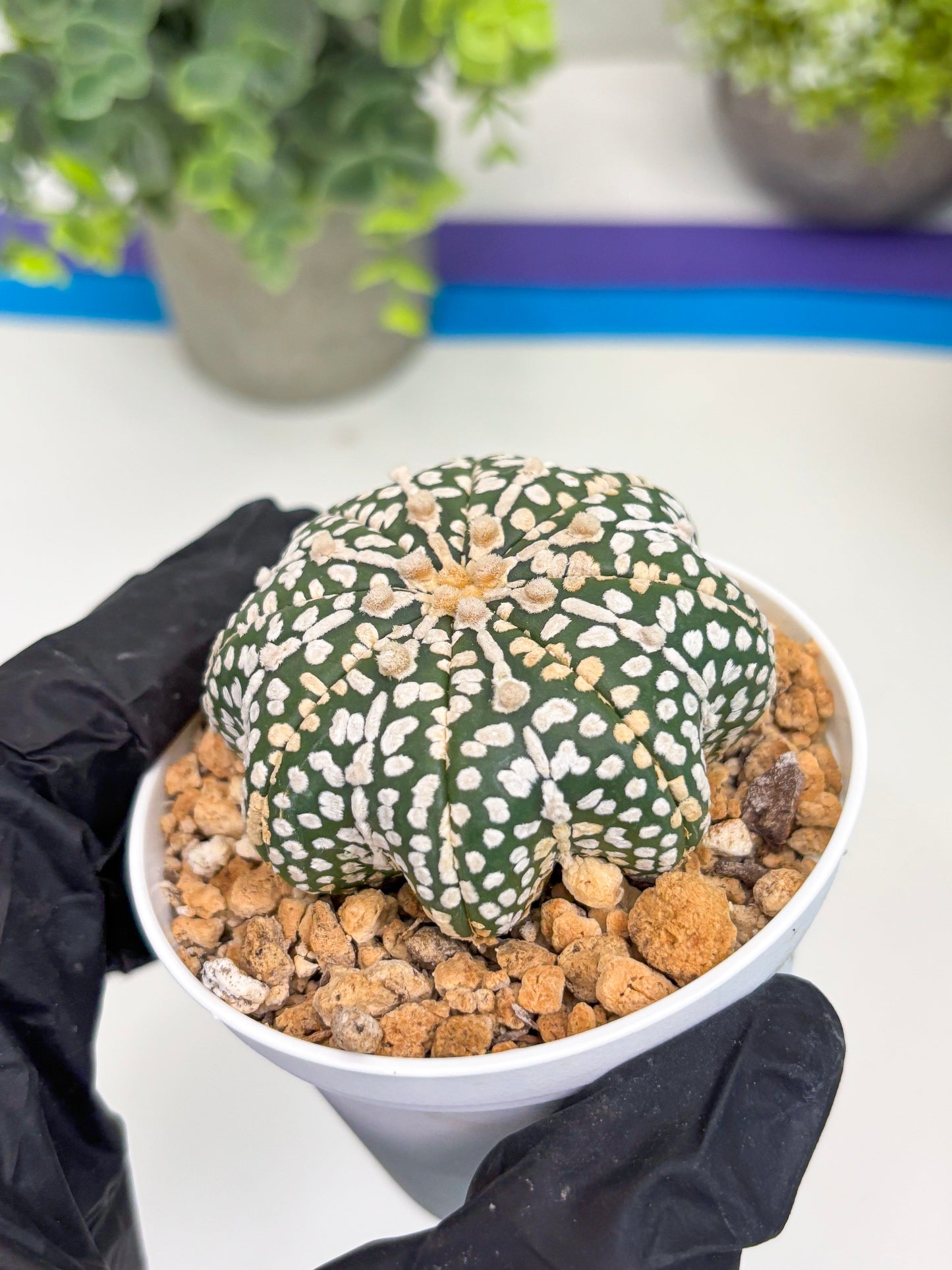 Astrophytum Star Shape (t3) (b2) | 3" Pot