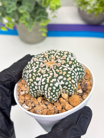 Astrophytum Star Shape (t3) (b2) | 3" Pot
