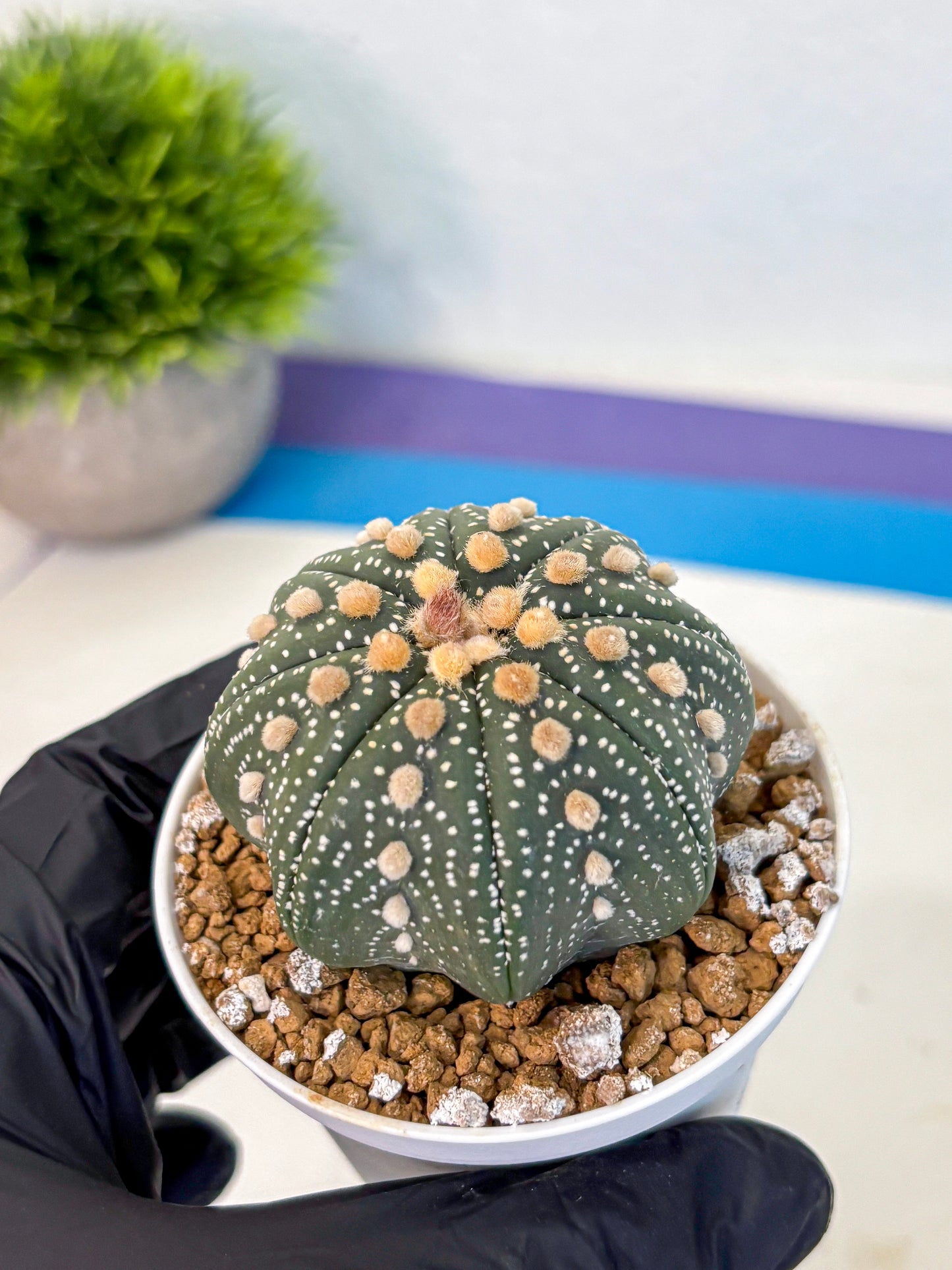 Astrophytum Super Kabuto (at1) (01) | Collection Plant | Rare Cactus