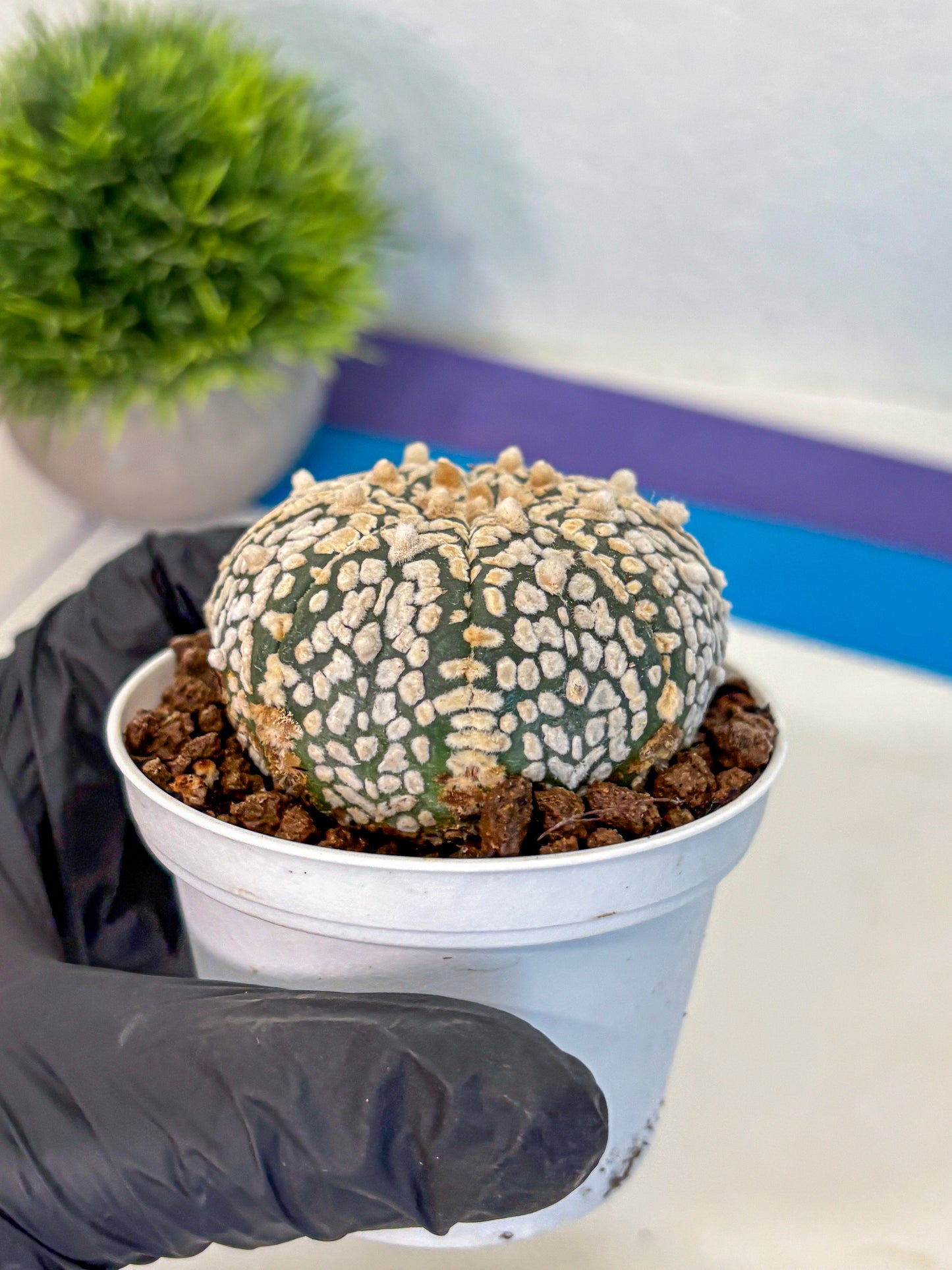 Astrophytum V Type (at4) (01) | Star Cactus