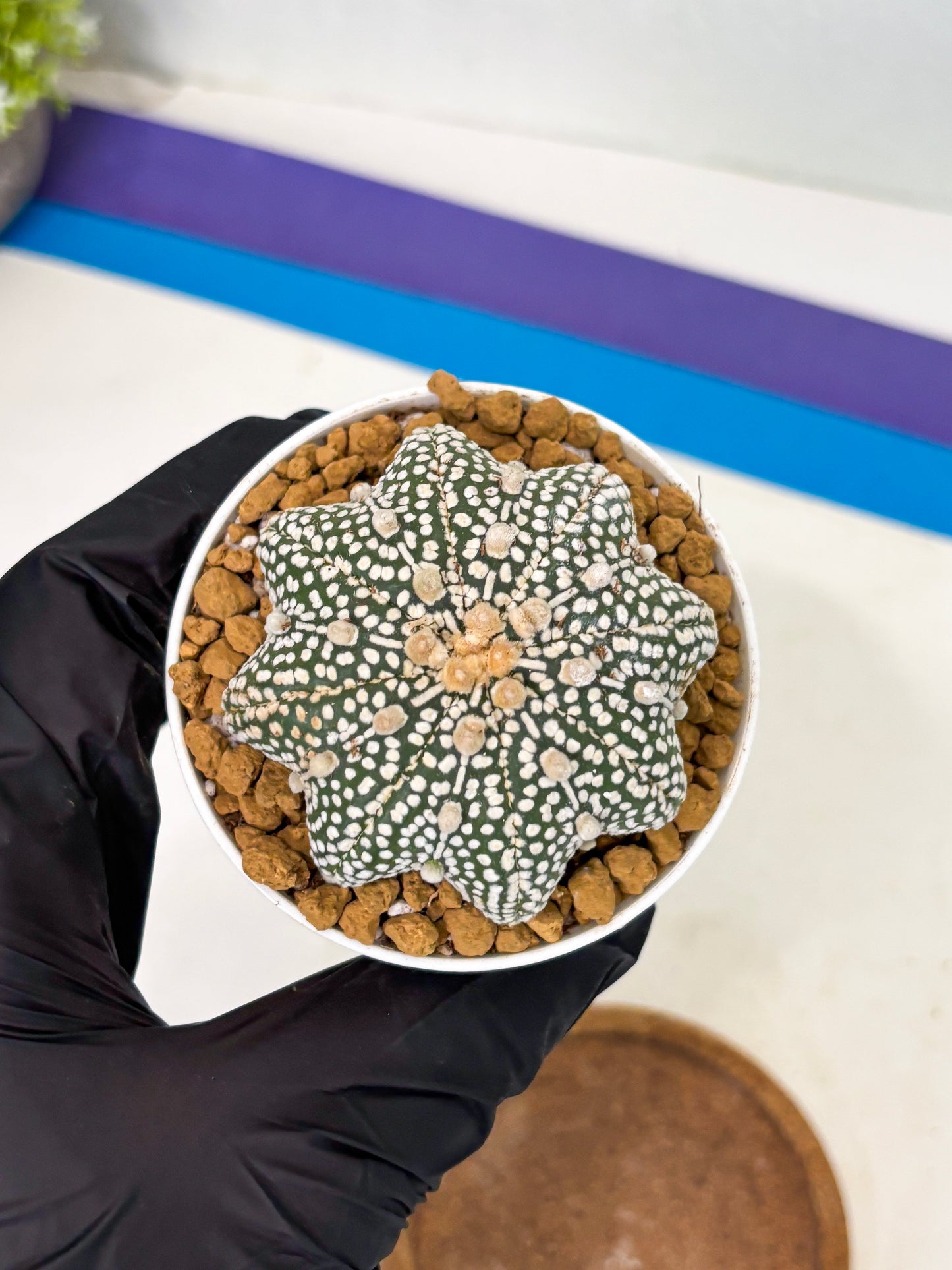 Astrophytum Star Shape (at2) (g6) | Japanese Import