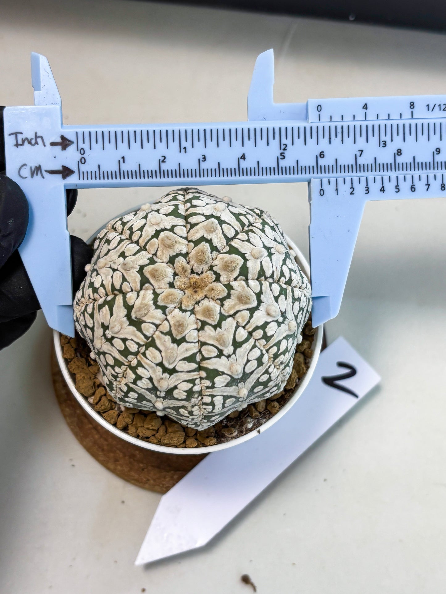 Astrophytum V-Type (at5) (b2) | Star Cactus