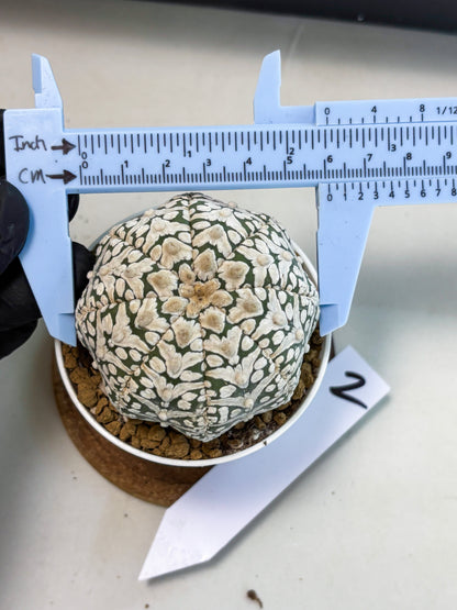 Astrophytum V-Type (at5) (b2) | Star Cactus