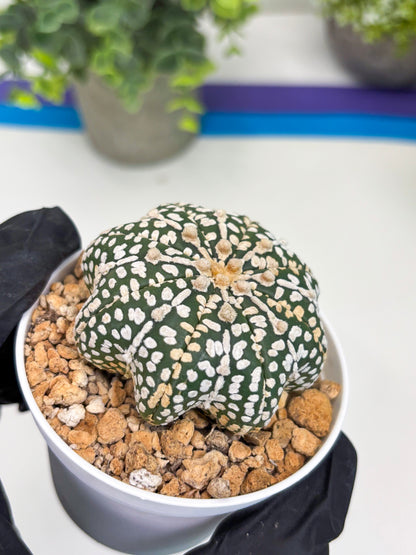 Astrophytum Star Shape (t3) (b2) | 3" Pot