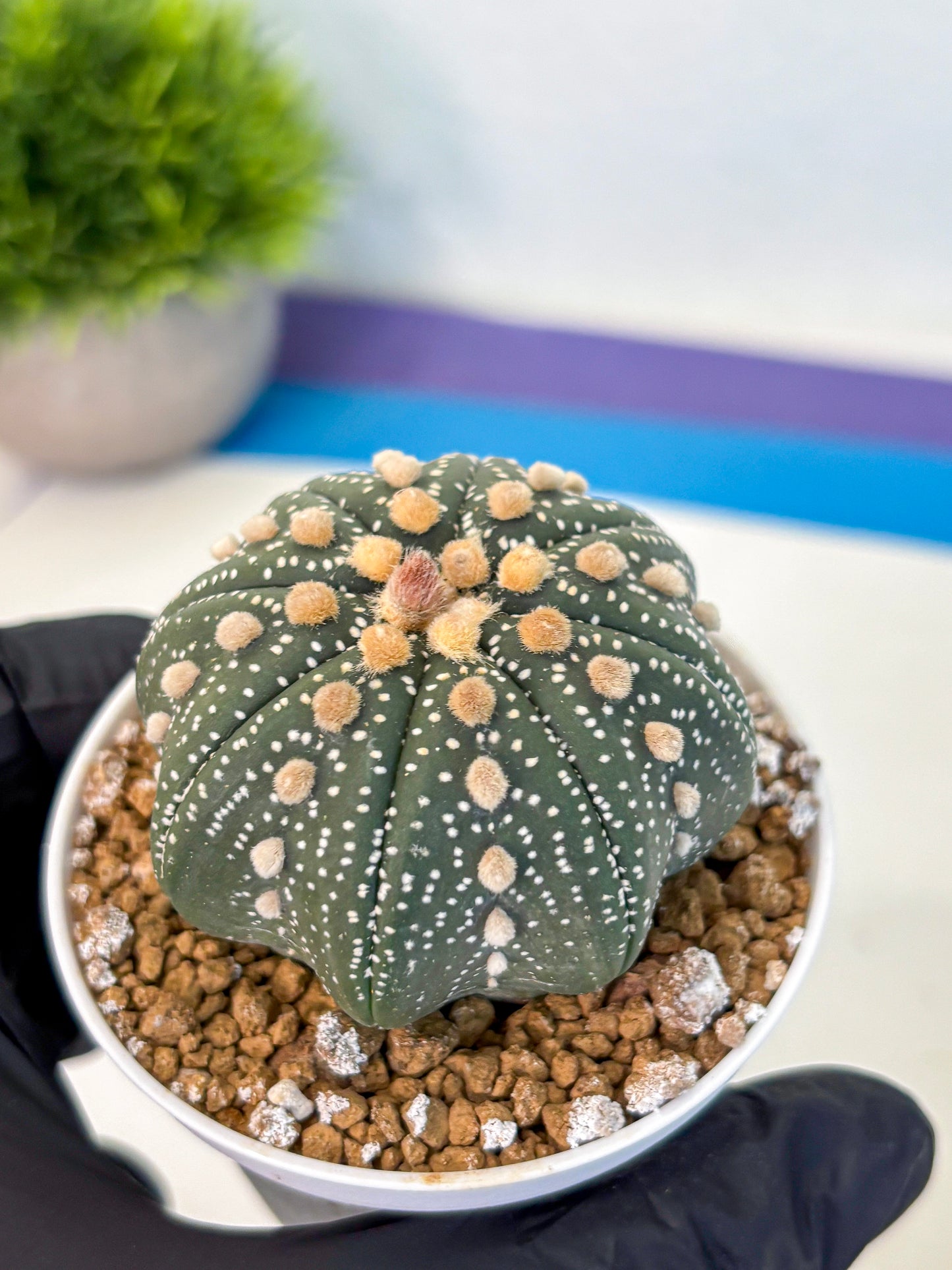 Astrophytum Super Kabuto (at1) (01) | Collection Plant | Rare Cactus