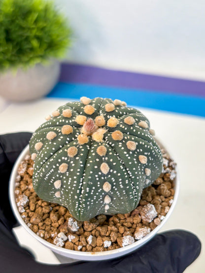 Astrophytum Super Kabuto (at1) (01) | Collection Plant | Rare Cactus