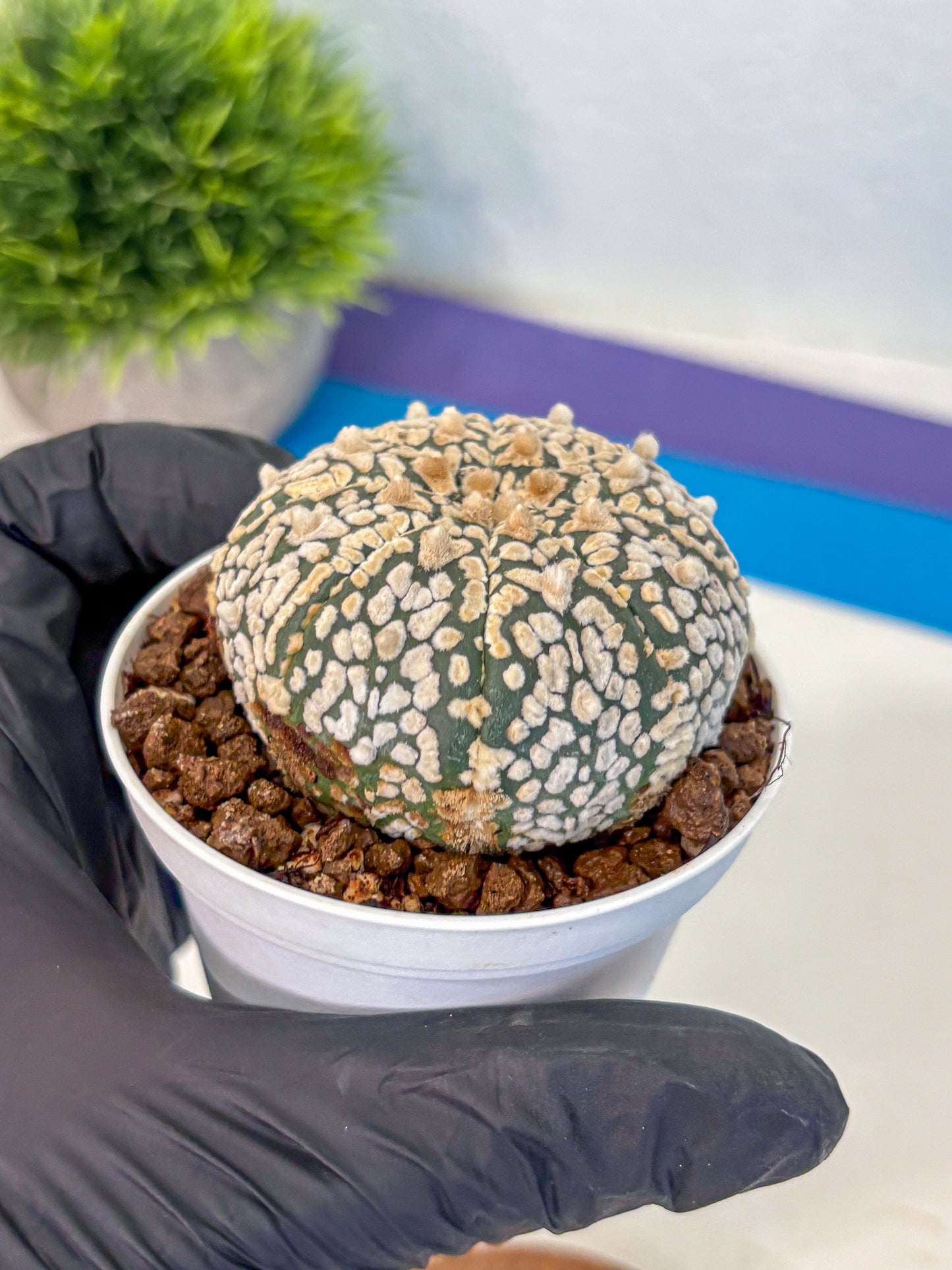 Astrophytum V Type (at4) (01) | Star Cactus