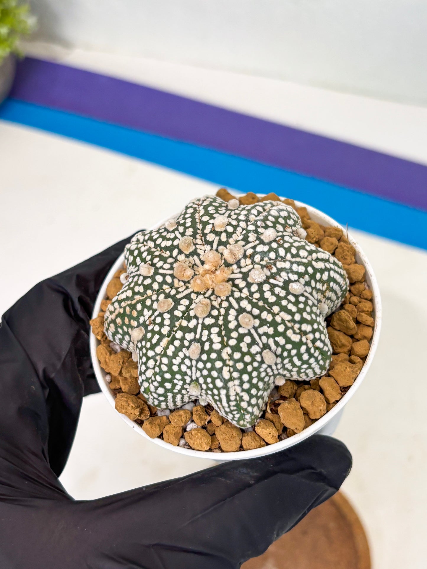 Astrophytum Star Shape (at2) (g6) | Japanese Import