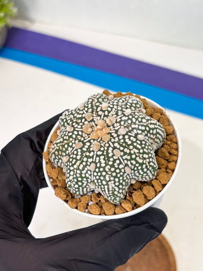 Astrophytum Star Shape (at2) (g6) | Japanese Import