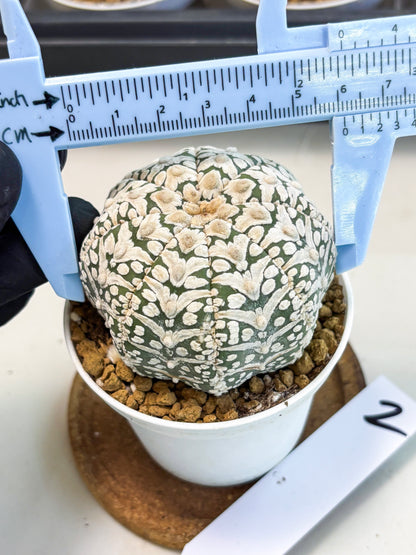 Astrophytum V-Type (at5) (b2) | Star Cactus