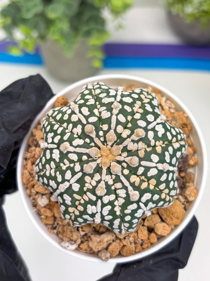 Astrophytum Star Shape (t3) (b2) | 3" Pot