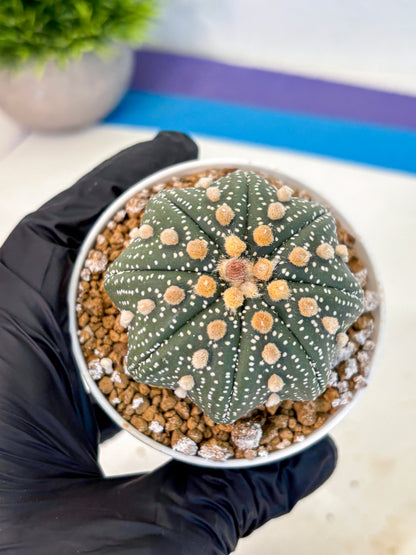 Astrophytum Super Kabuto (at1) (01) | Collection Plant | Rare Cactus