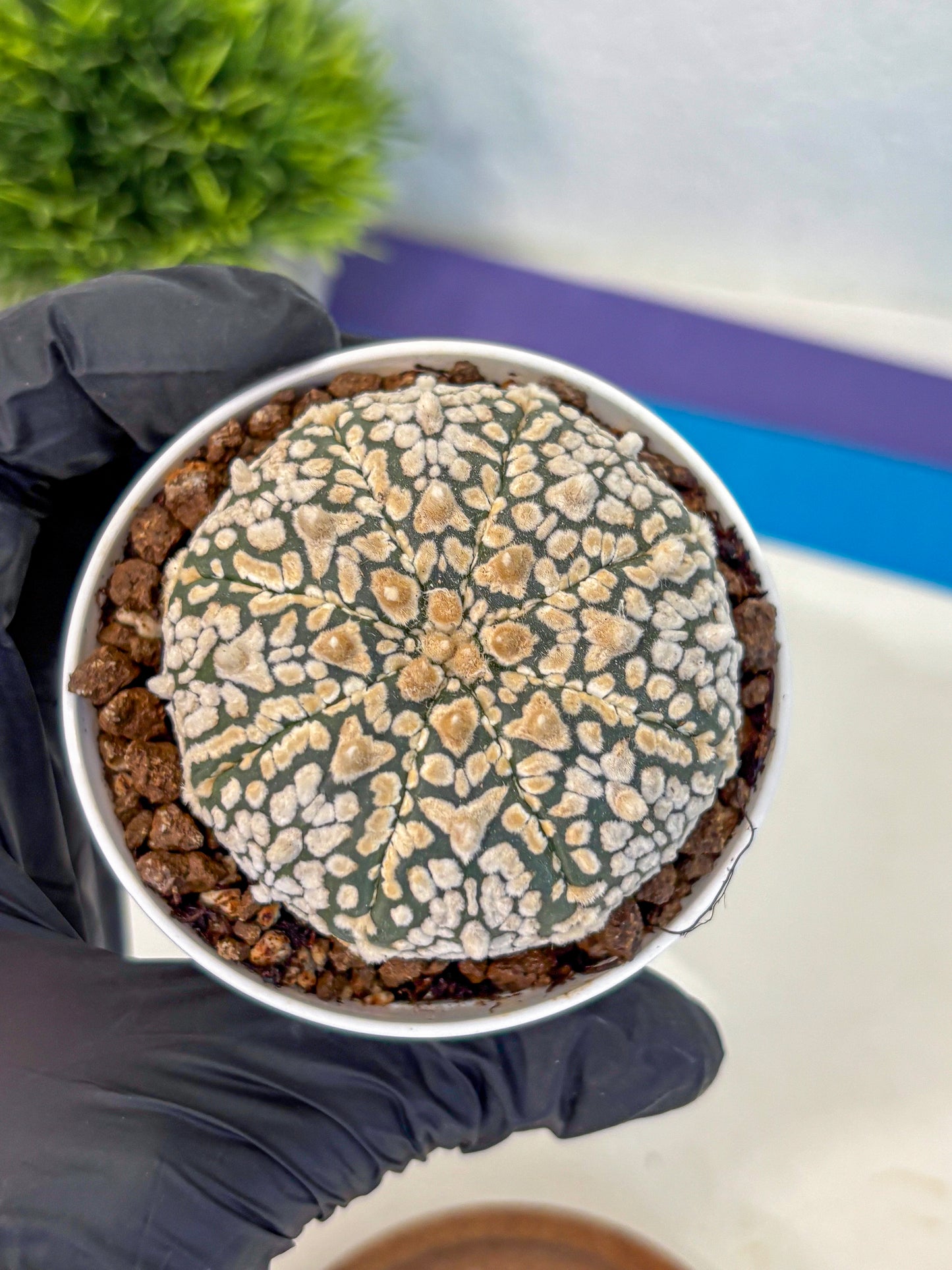 Astrophytum V Type (at4) (01) | Star Cactus