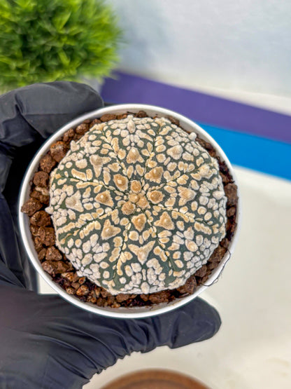 Astrophytum V Type (at4) (01) | Star Cactus