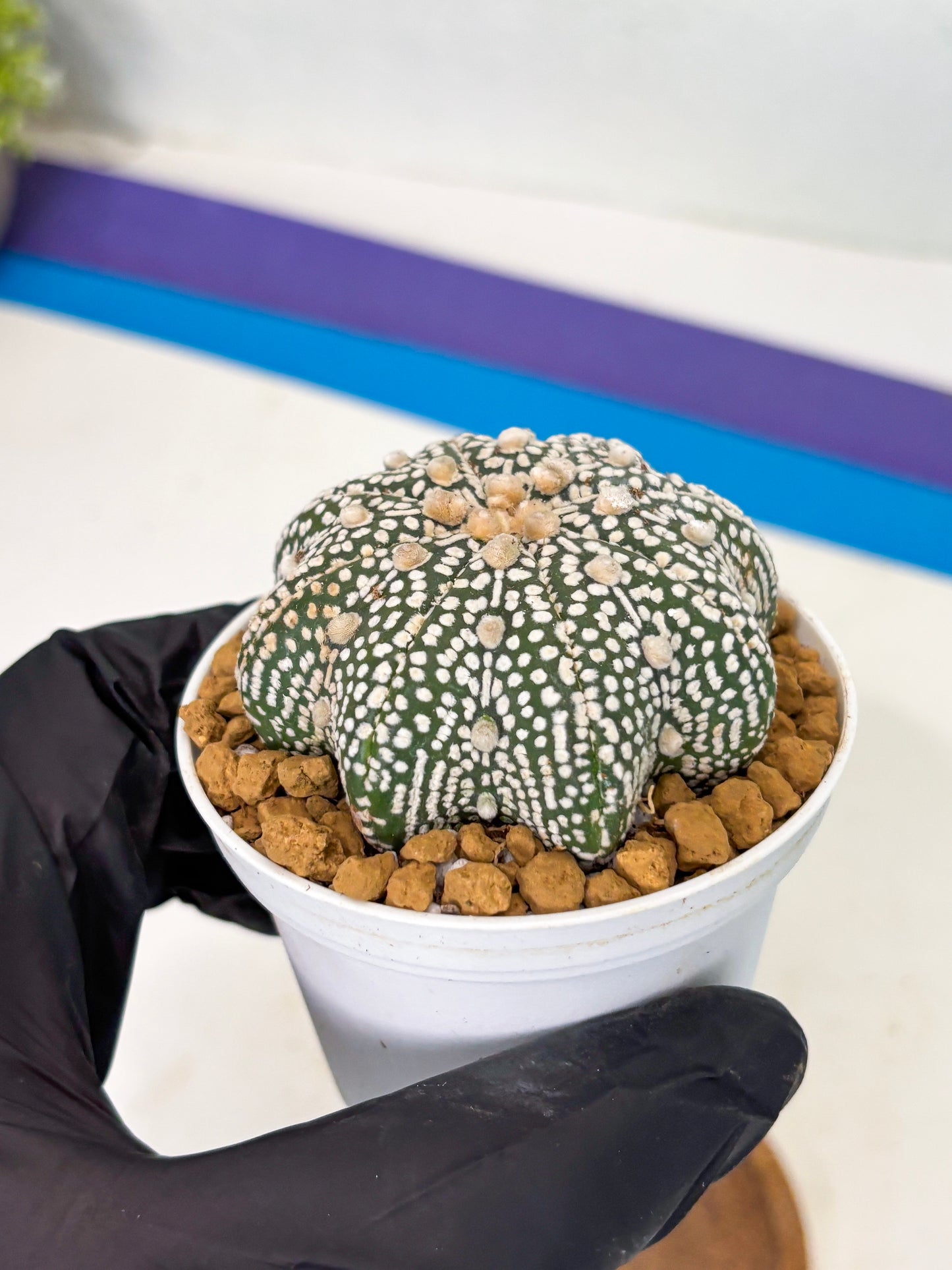 Astrophytum Star Shape (at2) (g6) | Japanese Import
