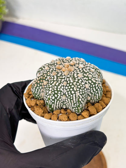Astrophytum Star Shape (at2) (g6) | Japanese Import