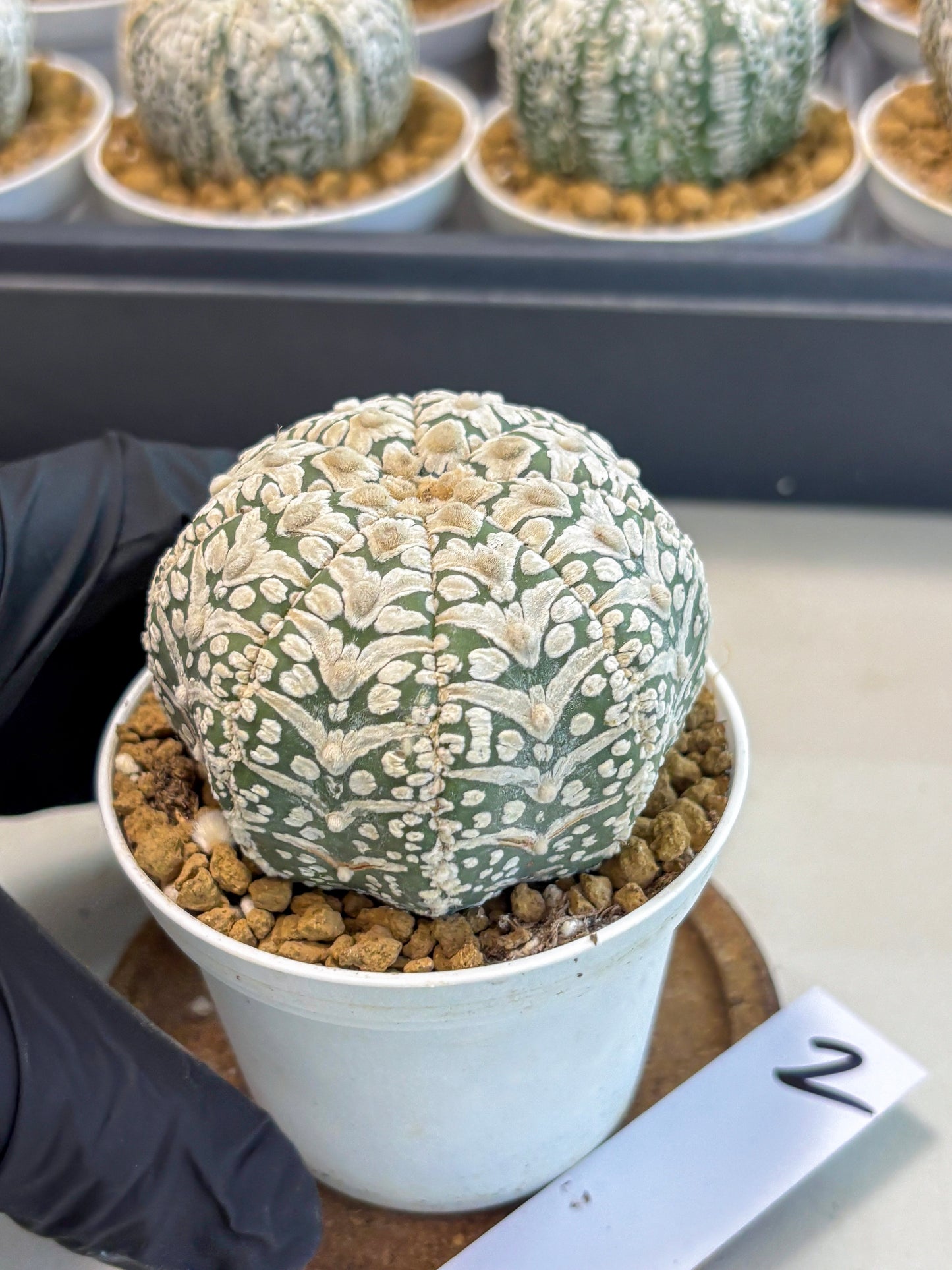 Astrophytum V-Type (at5) (b2) | Star Cactus