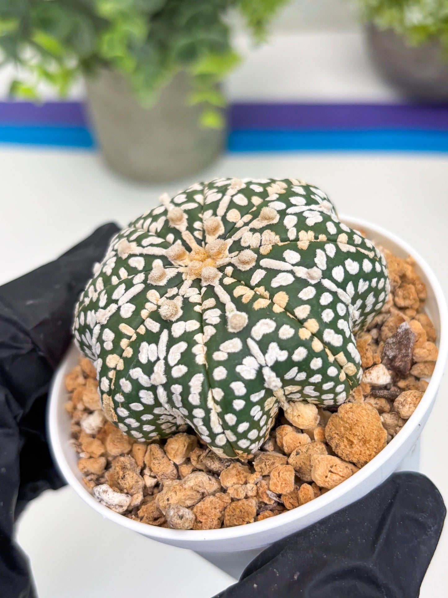 Astrophytum Star Shape (t3) (b2) | 3" Pot