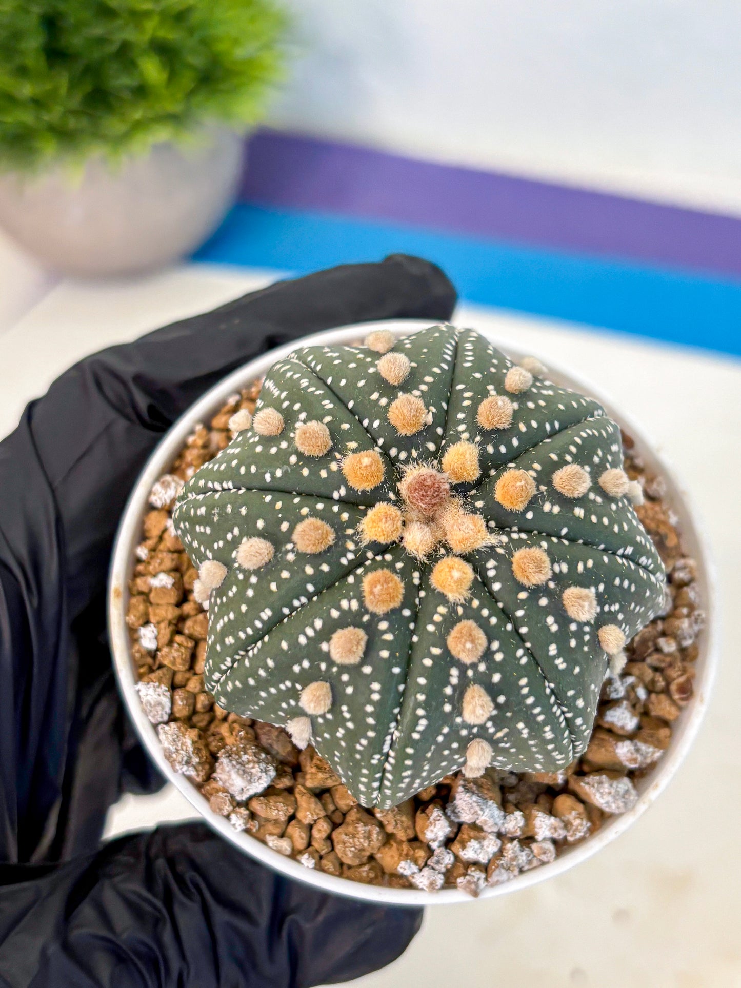 Astrophytum Super Kabuto (at1) (01) | Collection Plant | Rare Cactus