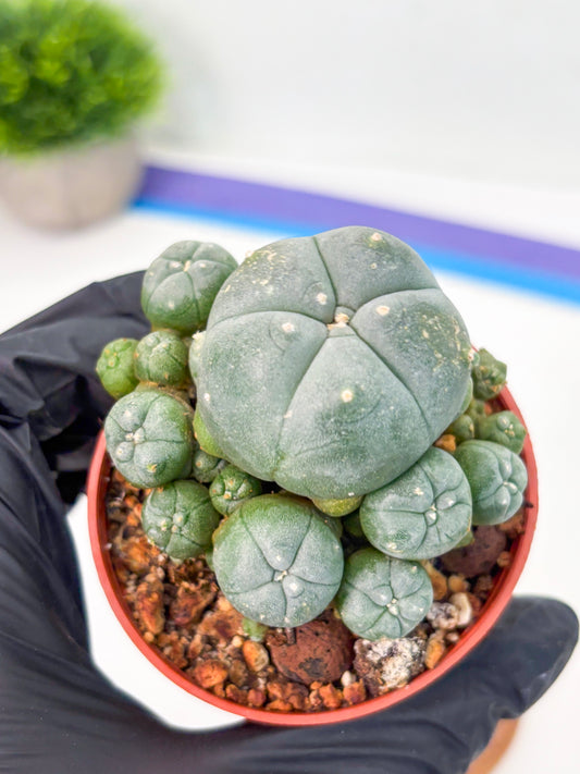 Spineless Cactus (Lo2) (y6) | For Advanced Growers