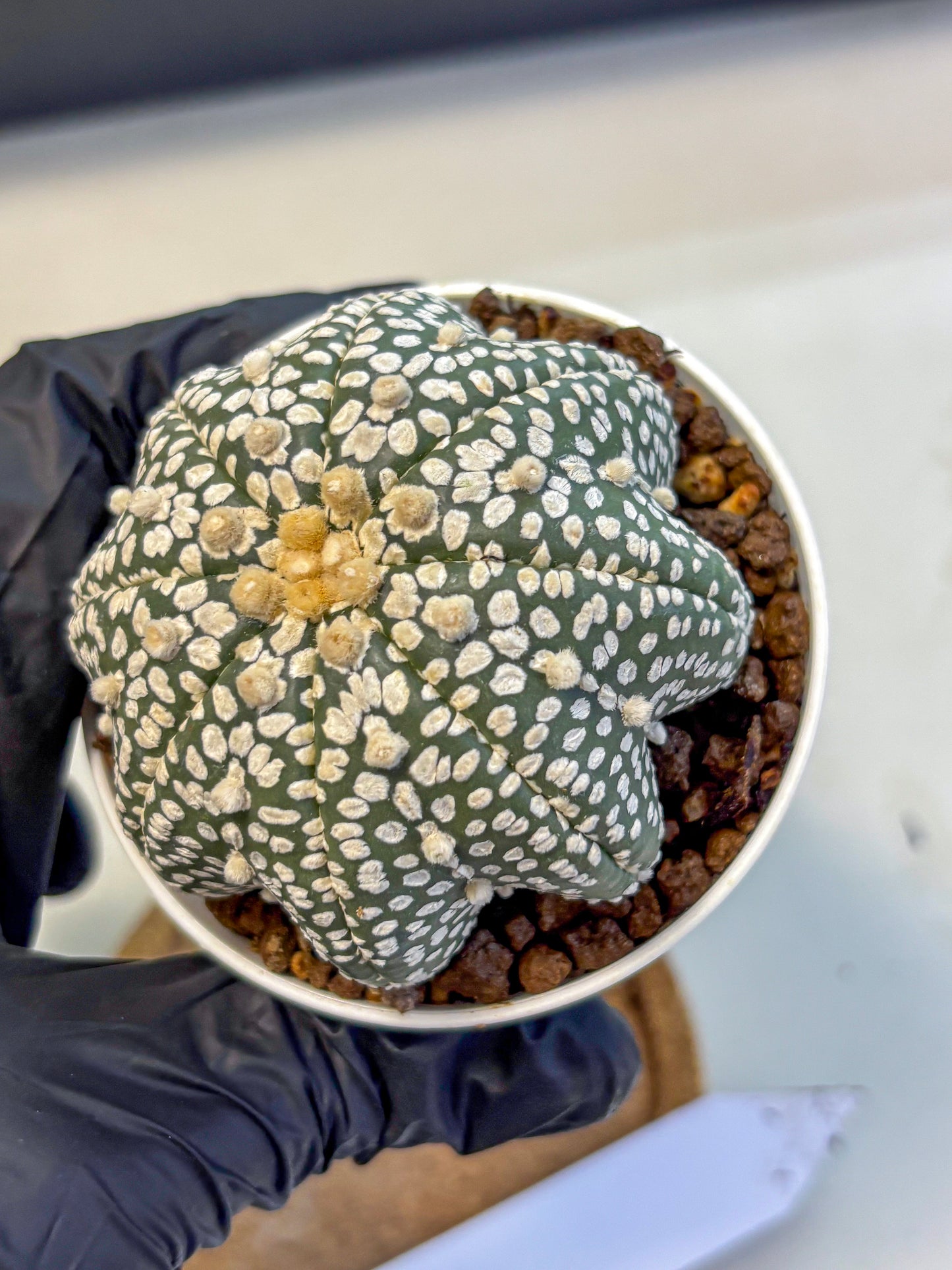Astrophytum V Type (at5) (02) |  Sea urchin cactus
