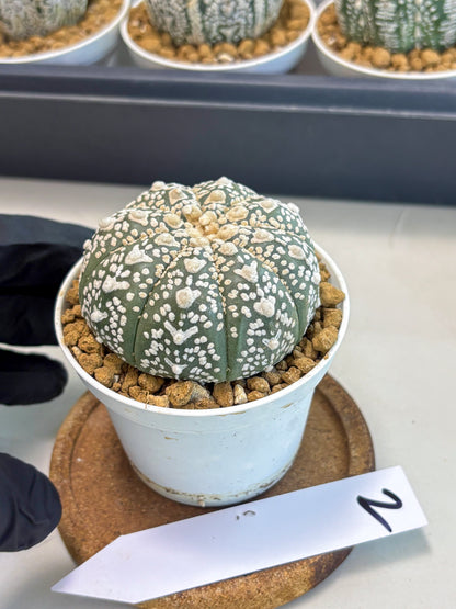 Astrophytum V-Type (at5) (p2) | Rare imported Plant