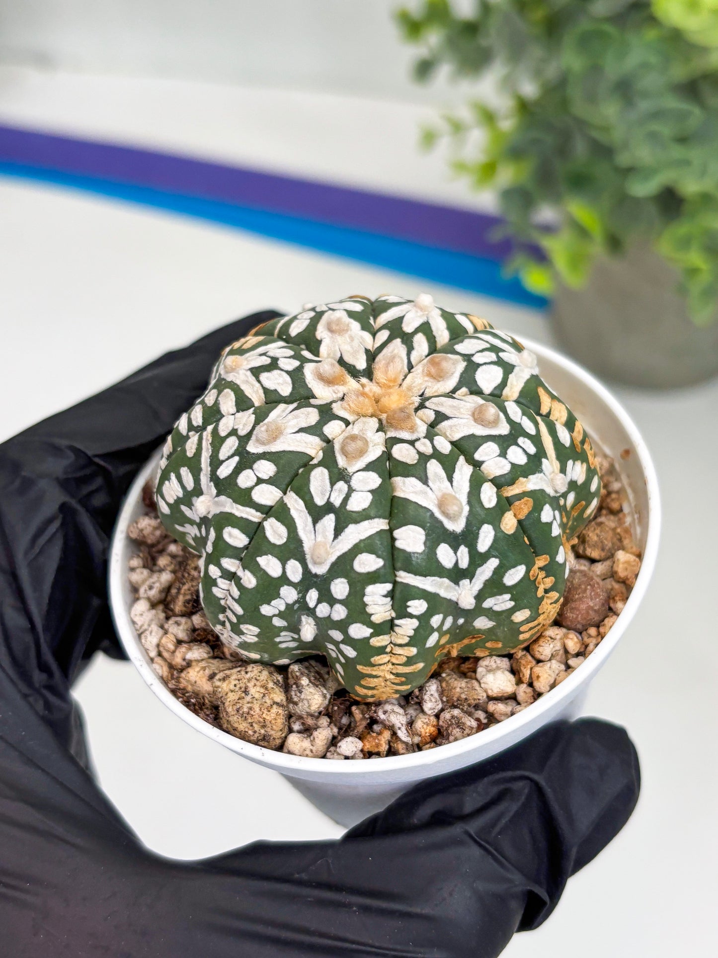 Astrophytum Super Kabuto V Type (T4) (b3) | Las Vegas Seller