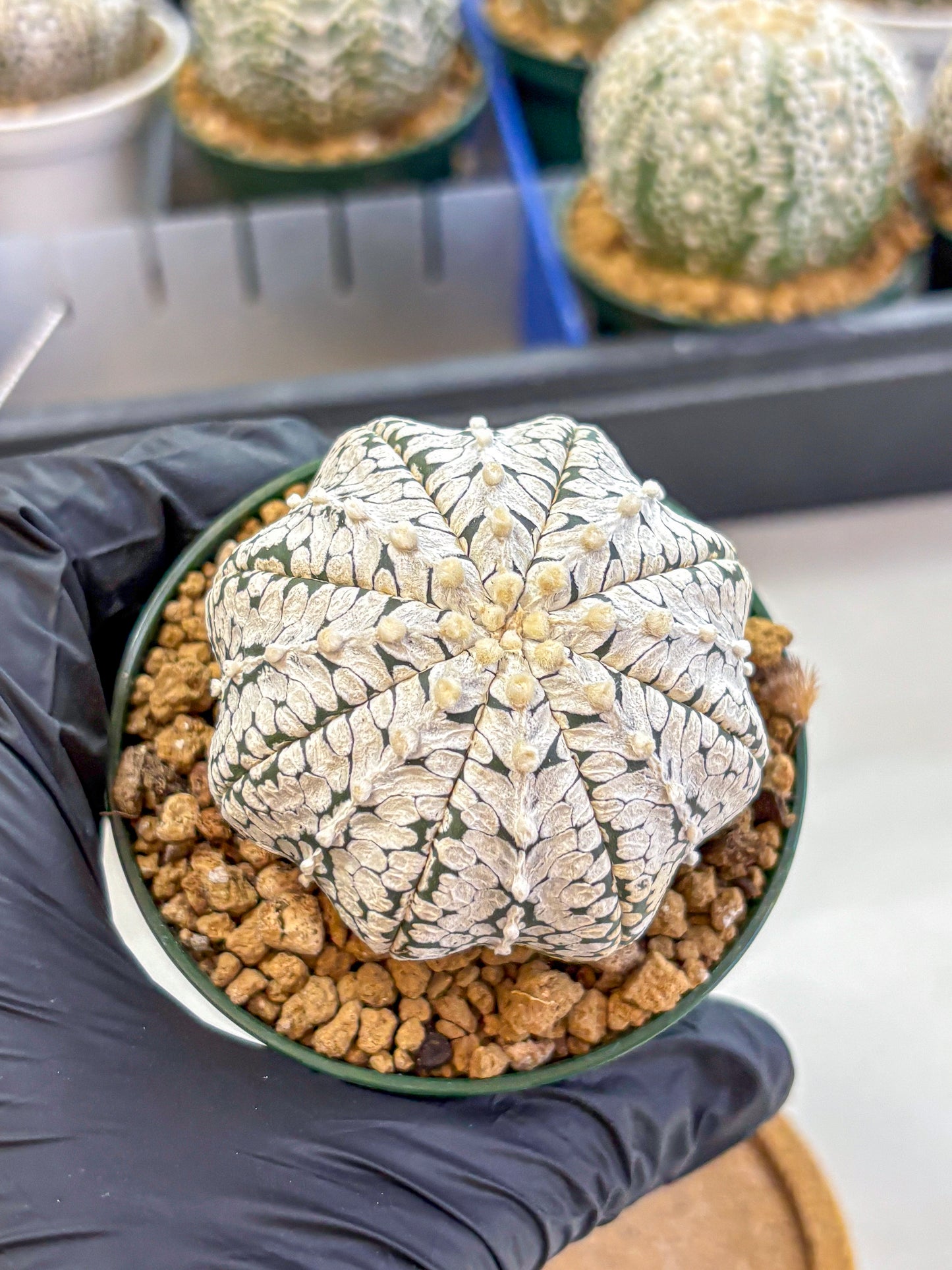 Astrophytum V Type (at2) (02) | Live Plant | Rare Collection