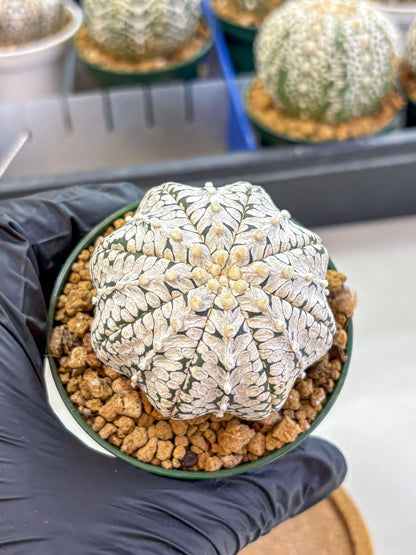 Astrophytum V Type (at2) (02) | Live Plant | Rare Collection