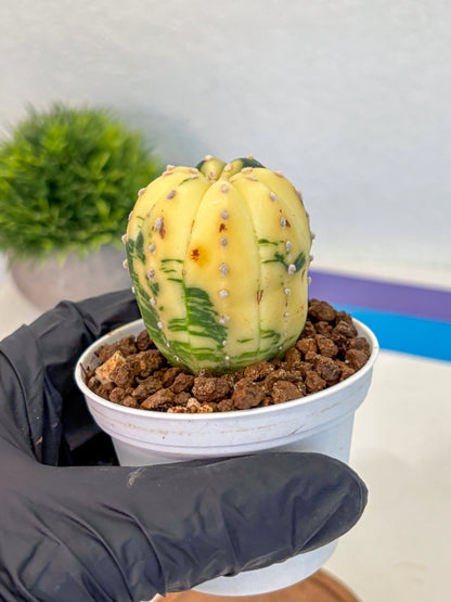Astrophytum Variegated (at9) (02) | Rare Plant | Live Cactus